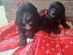 Bernedoodle pups, Overige rassen, Meerdere, Meerdere dieren, Nederland