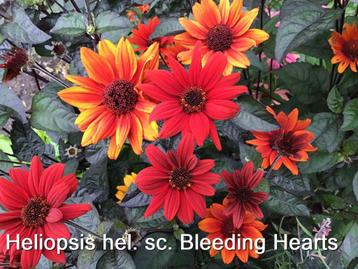 Heliopsis helianthoides scabra Bleeding hearts - vaste plant