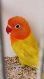 Fischeri split lutino, Dieren en Toebehoren, Vogels | Parkieten en Papegaaien, Meerdere dieren, Dwergpapegaai of Agapornis