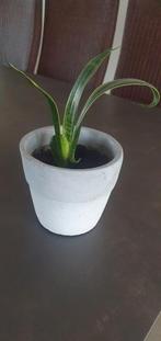 Vrouwentong in pot - Sterke kamerplant, Huis en Inrichting, Kamerplanten, Ophalen of Verzenden, In pot, Halfschaduw, Minder dan 100 cm