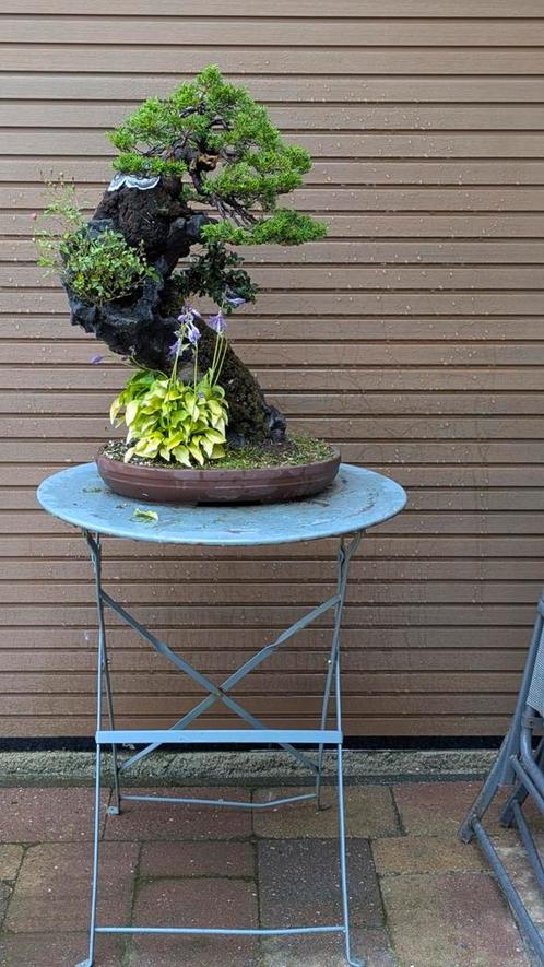 Bonsai op rots, Tuin en Terras, Planten | Tuinplanten, Overige soorten, Halfschaduw, Zomer, Ophalen