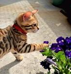 Nog enkele ☆Top ras☆ Bengaalse kittens met stamboom, Meerdere dieren, Met stamboom