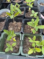 Populair bij insecten - Planten Verbena Bonariensis, Tuin en Terras, Planten | Tuinplanten, Ophalen, Eenjarig, Groenteplanten