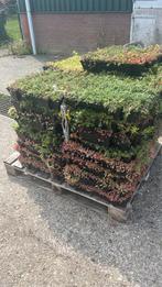 Sedumdak trays 40x60cm - Grote voorraad!, Doe-het-zelf en Verbouw, Dakpannen en Dakbedekking, Overige materialen, Overige kleuren