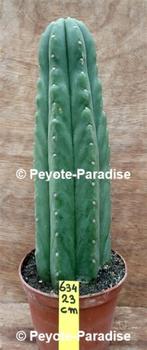 Valse San Pedro Cactus - Niet Trichocereus pachanoi (UC634), Verzenden, Cactus, Volle zon, 200 cm of meer