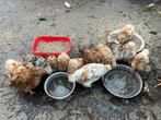 Gratis kippen, 6 hennen, 6 hanen, Dieren en Toebehoren, Vrouwelijk, Kip