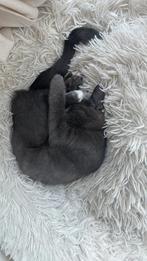 Kitten Kai zoekt nieuwe baasje, Kater