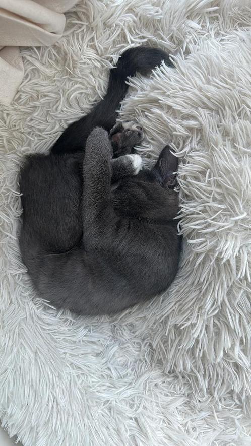 Kitten Kai zoekt nieuwe baasje, Dieren en Toebehoren, Katten en Kittens | Overige Katten, Kater