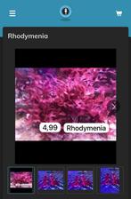 Rhodymenia (macro algen), Dieren en Toebehoren, Overige typen, Zoutwatervis
