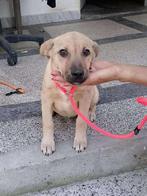 Labrador mix pup zoekt fijn huisje, Dieren en Toebehoren, Honden | Niet-rashonden, Rabiës (hondsdolheid), 15 weken tot 1 jaar