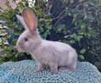 Duitse reus,  blauw sallander, ram, Dieren en Toebehoren, Mannelijk, Groot