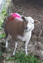 3 kruising ooitjes, Dieren en Toebehoren, Meerdere dieren, Schaap
