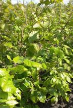 Beukenhaag + haagbeuk, Tuin en Terras, Planten | Tuinplanten, Ophalen of Verzenden, Siergrassen, Volle zon