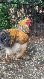 Brahma buff blauw haan, Dieren en Toebehoren, Pluimvee, Mannelijk, Kip