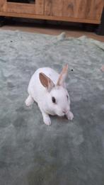 Rex klein ram, Dieren en Toebehoren, Konijnen, Mannelijk, Dwerg