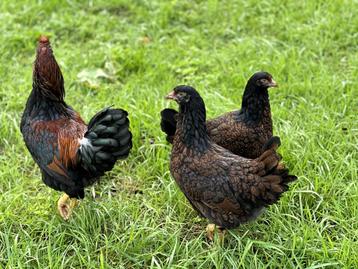 Jonge tamme Barnevelder kippen hennen gesekst en ingeënt beschikbaar voor biedingen