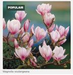 Boom, Overige soorten, Lente, 100 tot 250 cm, Ophalen