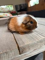 Lieve jonge gladhaar cavia zeugje te koop, Dieren en Toebehoren, Vrouwelijk, Cavia, Na 1 juli 2024, Tam