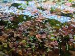 Phyllanthus fluitans 'Red Root floaters' aquarium drijfplant, Ophalen of Verzenden, Nieuw, Plant(en), Steen of Hout