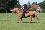 Brave beginners - buitenrit - lieve pony gezins pony - paard, Dieren en Toebehoren, Pony's, Gechipt, Ruin, 11 jaar of ouder, Recreatiepony
