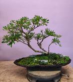 Bonsai Japanse azalea €99, Tuin en Terras, Planten | Bomen, Bloeit niet, Halfschaduw, Minder dan 100 cm, Overige soorten