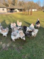 Broedeieren van de Brahma zalm, en mix, Dieren en Toebehoren, Pluimvee, Geslacht onbekend, Kip