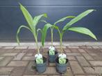 Musa Basjoo - Japanse Vezelbanaan / Winterharde Tuinbanaan, Vaste plant, Bloeit niet, Halfschaduw, Ophalen