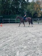 Opzoek naar bijrijd/verzorg paard, Dieren en Toebehoren, Paarden en Pony's | Overige Paardenspullen, Ophalen of Verzenden, Dressuur