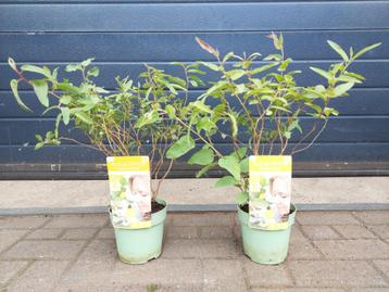 Eucalyptus Citriodora - Citroeneucalyptus H: 50 - 60 cm. beschikbaar voor biedingen