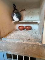 Blauwe doffer, Mannelijk, Kropper