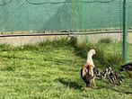 Ganzen en casarca’s, Meerdere dieren, Gans of Zwaan