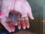 Baby hamsters   zoeken nieuw huisje, Dieren en Toebehoren, Hamster, Meerdere dieren, Tam, September