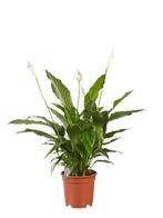 Lepelplant Spathiphyllum Vivaldi, Huis en Inrichting, Kamerplanten, Overige soorten, Minder dan 100 cm, Halfschaduw, Verzenden