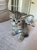Prachtig Brits Korthaar Lilac Kitten, Dieren en Toebehoren, Katten en Kittens | Raskatten | Korthaar, Kater