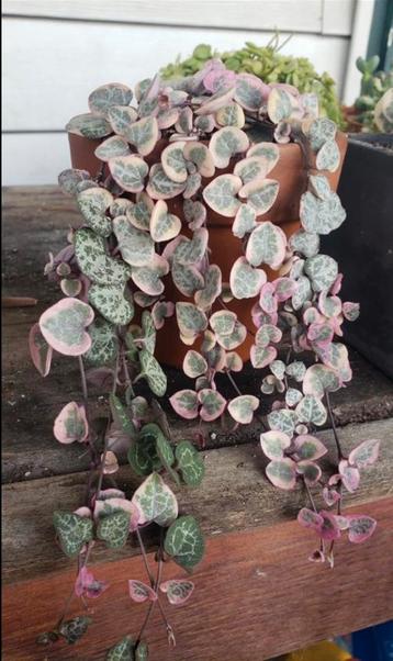 String of hearts variegata beschikbaar voor biedingen