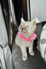 Britse Korthaar poesje, Poes