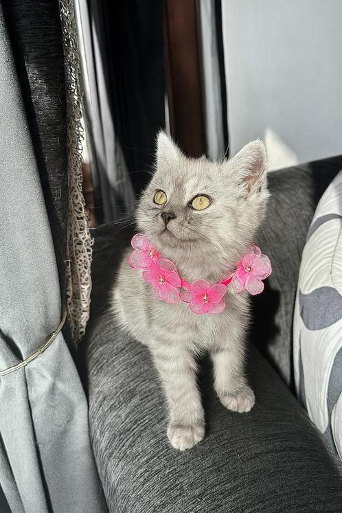 Britse Korthaar poesje, Dieren en Toebehoren, Katten en Kittens | Overige Katten, Poes