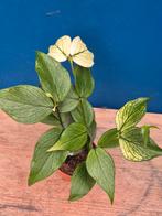 Hoya Polyneura p6, Huis en Inrichting, Ophalen of Verzenden, Halfschaduw, Minder dan 100 cm