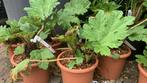 Gunnera manicata reuze rabarber 10 liter 95€, Ophalen of Verzenden, Zomer, Volle zon