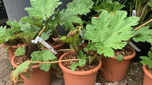 Gunnera manicata reuze rabarber 10 liter 95€, Tuin en Terras, Planten | Tuinplanten, Volle zon, Zomer, Ophalen of Verzenden