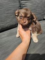 Nog 4 pups chihuahua  pomeriaan, Rabiës (hondsdolheid), Overige rassen, 8 tot 15 weken, Meerdere