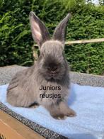 Duitse reus Siamees Seal Sable ram, Mannelijk, Groot
