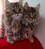 British longhair kittens, Dieren en Toebehoren, Katten en Kittens | Raskatten | Korthaar, Kater, Ontwormd