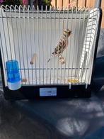 Tekoop diverse harlekijn man kanaries, Mannelijk, Tropenvogel