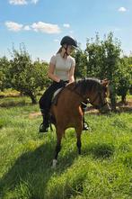 Superlieve 6jr Welsh pony ruin, Dieren en Toebehoren, Ruin, C pony (1.27m tot 1.37m), Recreatiepony, 3 tot 6 jaar
