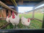 Broedeieren Ras Poule De Bress en Gersey Giant's, Dieren en Toebehoren, Pluimvee, Meerdere dieren, Kip
