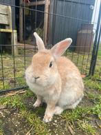 Vrouwtjes konijn, Dieren en Toebehoren, Konijnen, Vrouwelijk, Middelgroot, 3 tot 5 jaar