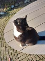 4 poezen  foto 1 en foto 2 zijn verkocht, Dieren en Toebehoren, Katten en Kittens | Overige Katten, Meerdere dieren, Kortharig