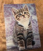 Mooi grijs poesje met witte pootjes, Verzenden, 1980 tot heden, Gelopen, Hond of Kat