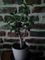 Geldboompje, Ophalen, Vetplant, Halfschaduw, In pot